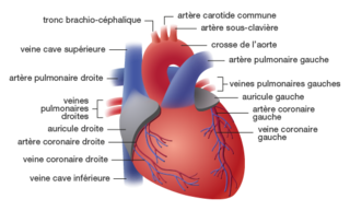 Fonctionnement Du C Ur Service De Cardiologie Chuv