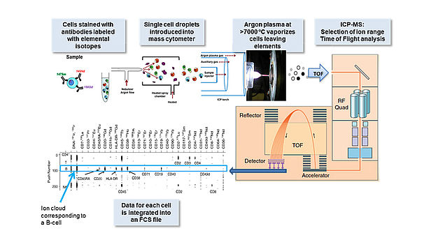 Mass Cytometry (CyTOF) - Service D'immunologie Et Allergie - CHUV