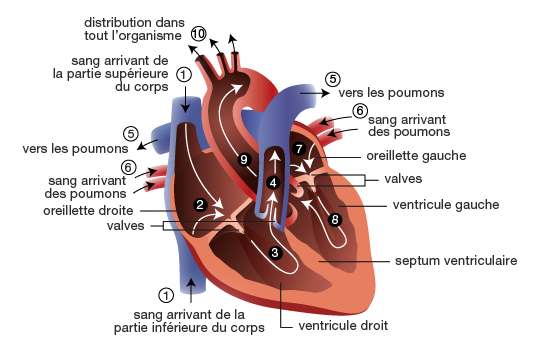 Anatomie Du Coeur