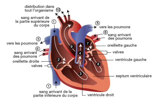 Coeur : anatomie normale