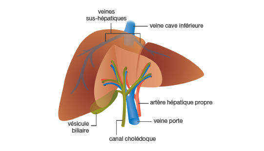 Anatomie du foie < monhepatogastro